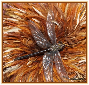 Libelle