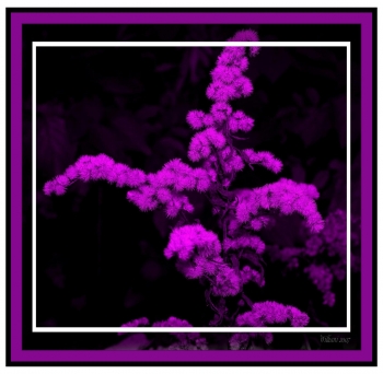 purple