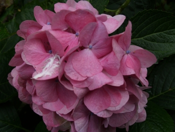 hortensia
